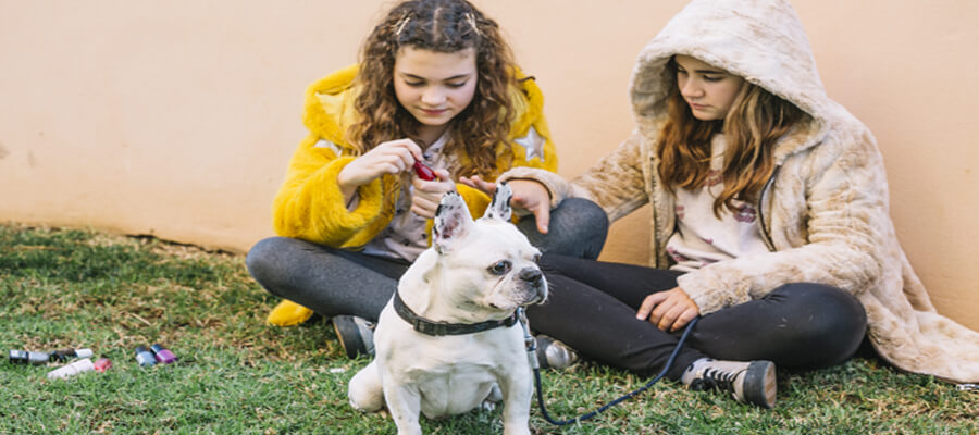 How to Teach Your Dog to Stay Calm Around Strangers